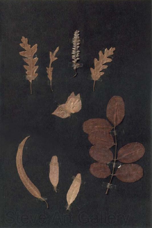 Paul Klee Herbarium Norge oil painting art
